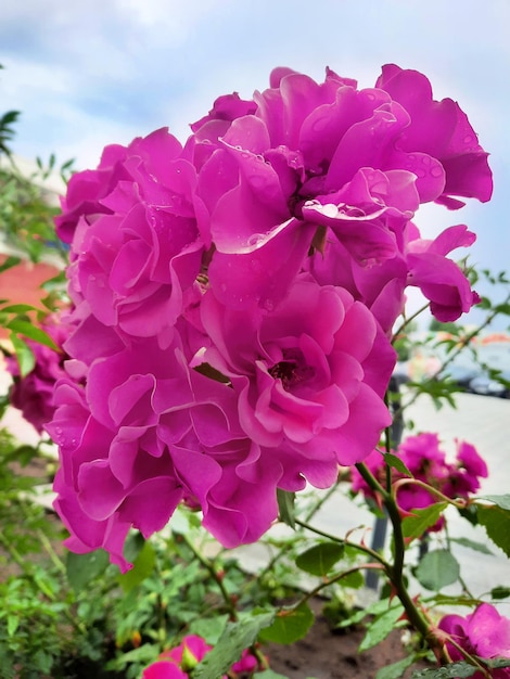 Rosas de jardim cor de rosa