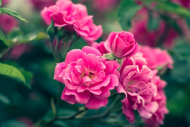 Rosas de jardim, roseira, flores cor de rosa no jardim