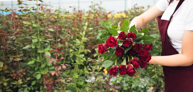 Rosas de mão de mulher trabalhadora em estufa