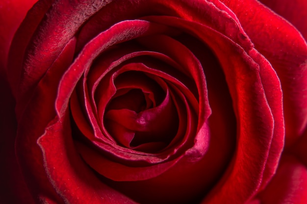 Rosas de padrão de flor de fundo