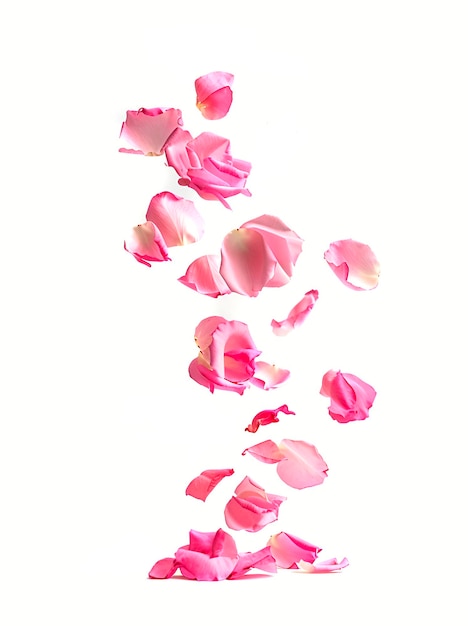 Rosas de pétalas caindo