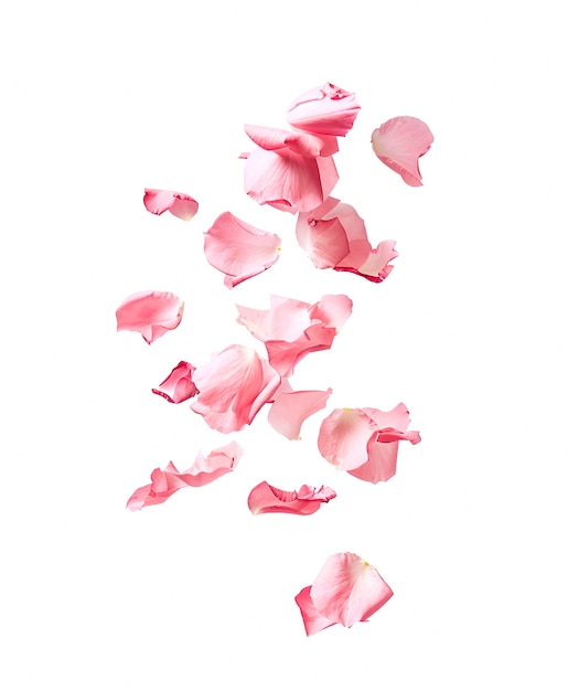 Rosas de pétalas de levitação