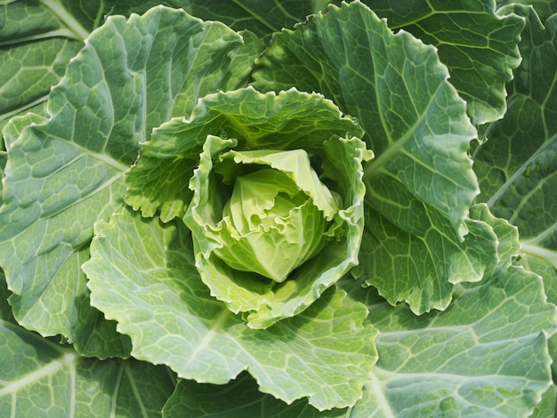 Rosas de repolho (brassica oleracea)