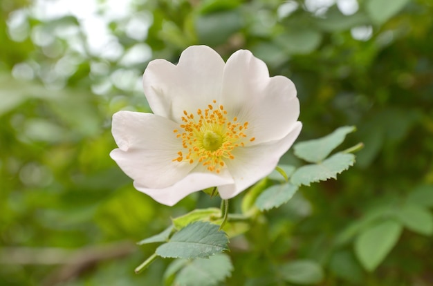 Rosas de uma espécie de rosa selvagem chamada Rose Canina. Rosa Cão.