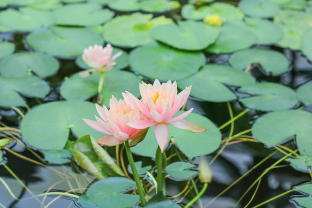 Rosas y delicadas flores de lirio de agua en el agua