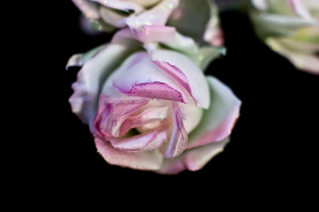 Rosas delicadas del rosa del resorte aisladas en un fondo negro. Flores artificiales de seda.