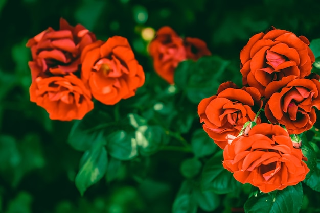 Rosas desabrochando em um lindo jardim de flores como fundo floral