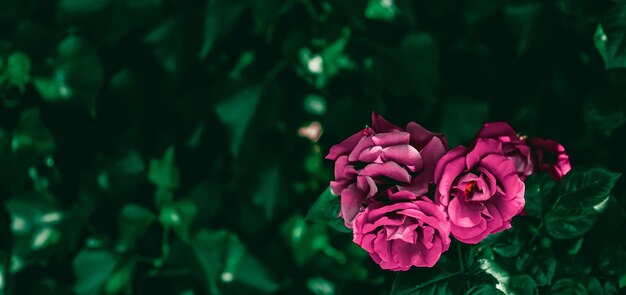 Rosas desabrochando em um lindo jardim de flores como fundo floral