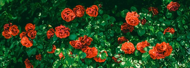 Rosas desabrochando em um lindo jardim de flores como fundo floral