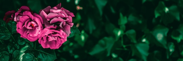 Rosas desabrochando em um lindo jardim de flores como fundo floral