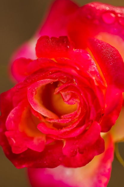 Rosas desabrochando em um pequeno jardim de rosas.