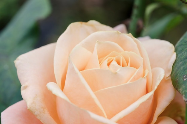 Rosas desdibujan el día de San Valentín