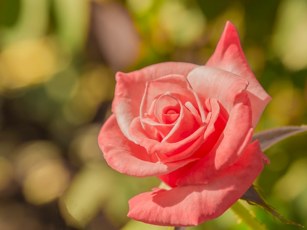 Rosas en un dia soleado