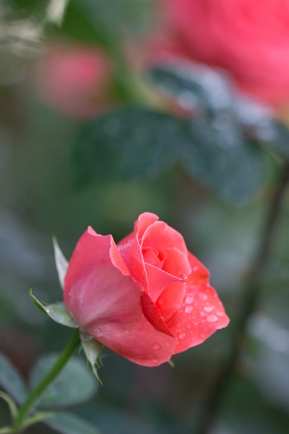 Rosas e botões em flor no jardim da casa.