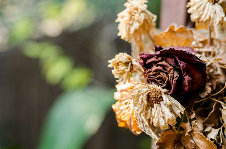 Foto rosas e folhas secas