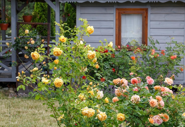 Rosas e jardim de ervas fora de uma casa de campo