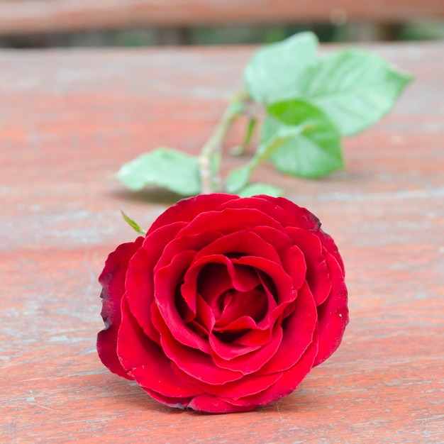 Rosas e presentes por ocasião do dia dos namorados.