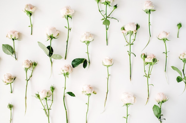 Rosas em branco