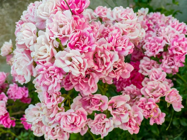 Rosas em flor em close-up