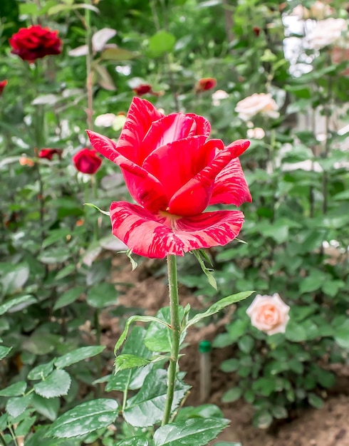 Rosas em flor na natureza