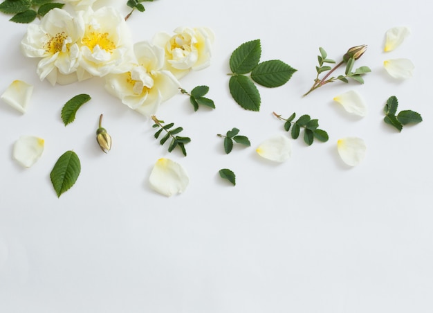 Rosas em fundo branco