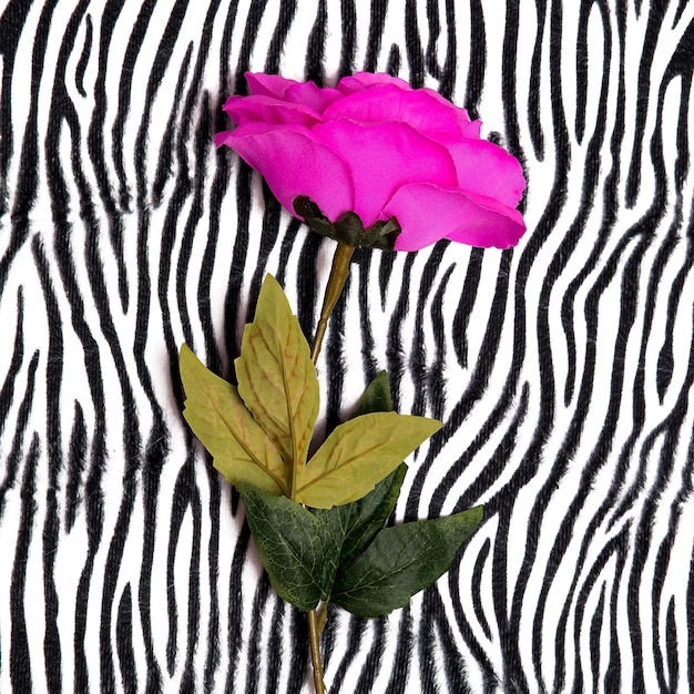 Rosas em fundo de impressão de zebra. Arte plana mínima