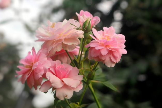 Rosas em miniatura cor de rosa no jardim.