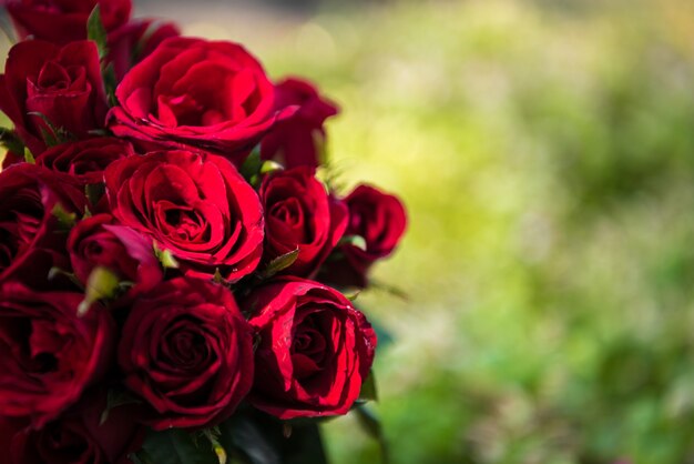 rosas em natural. Conceito do dia do Valentim e conceito de amor.