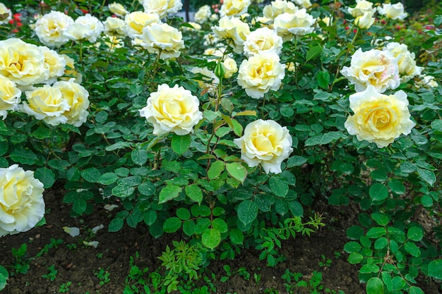 Foto rosas exuberantes lindas flores de flores arbustos de rosa chinesa ou de chá rosa mosqueta linda flor de flores no dia ensolarado de verão conceito de paisagismo florístico de jardinagem