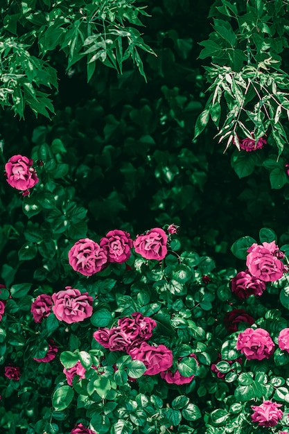 Rosas en flor en el hermoso jardín de flores como fondo floral