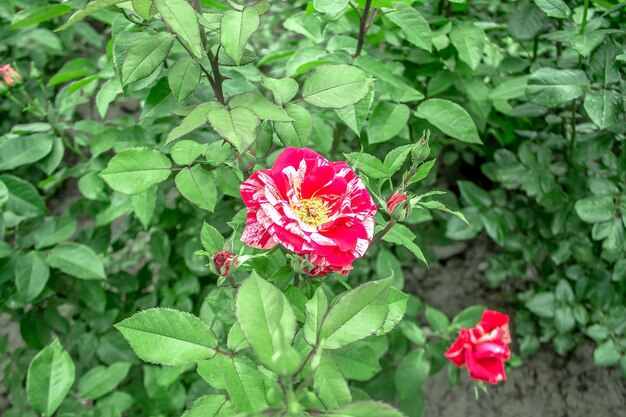 Foto las rosas en flor en la naturaleza