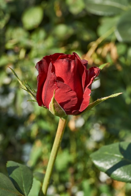 Las rosas florecen en el jardín de la casa de campo.