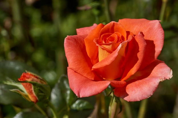 Las rosas florecen en el jardín de la casa de campo.