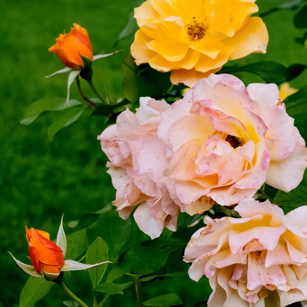 Las rosas florecen en el parque. Concepto de amante de las plantas