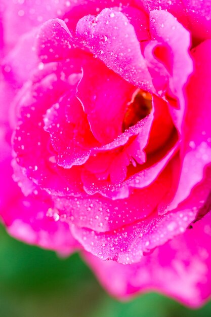 Foto rosas florecientes en huerto urbano.