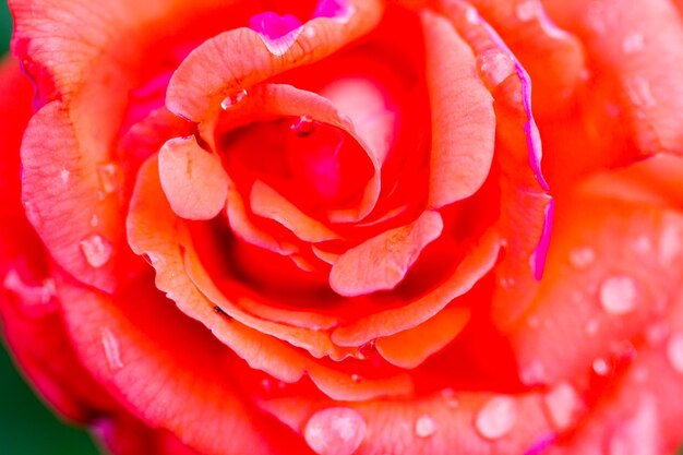 Rosas florecientes en huerto urbano.