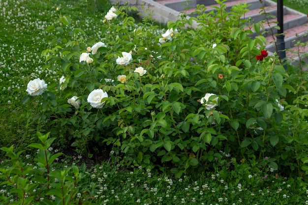 Rosas florecientes en el macizo de flores del parque. Diseño de paisaje, plantas perennes.