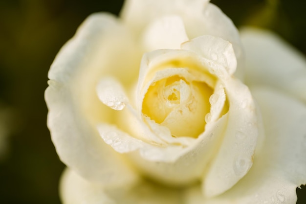 Rosas florecientes en un pequeño jardín de rosas.