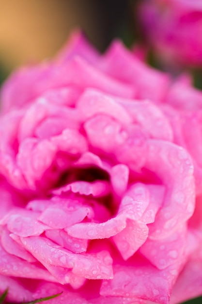 Foto rosas florecientes en un pequeño jardín de rosas.