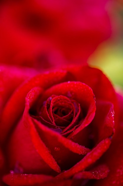 Rosas florecientes en un pequeño jardín de rosas.