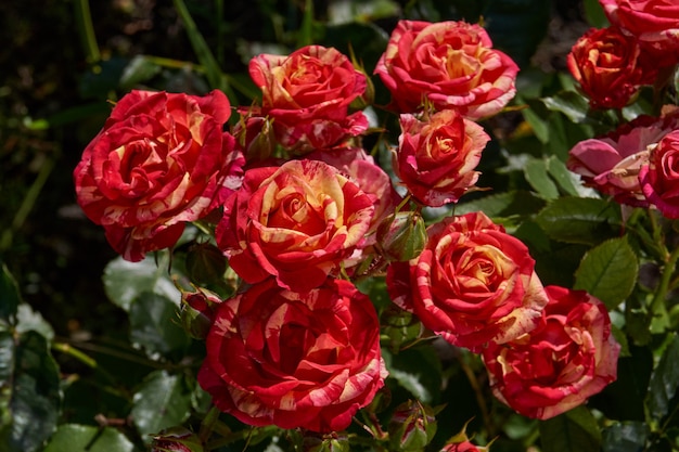 Las rosas florecieron en el jardín