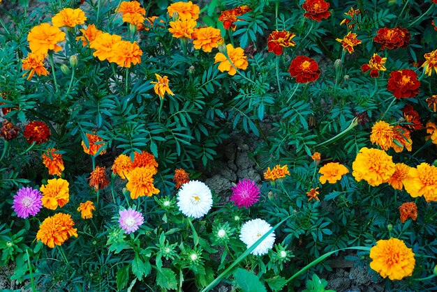 Rosas y flores en el jardín