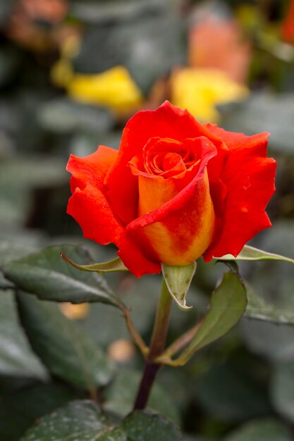 Rosas florescendo no jardim na primavera