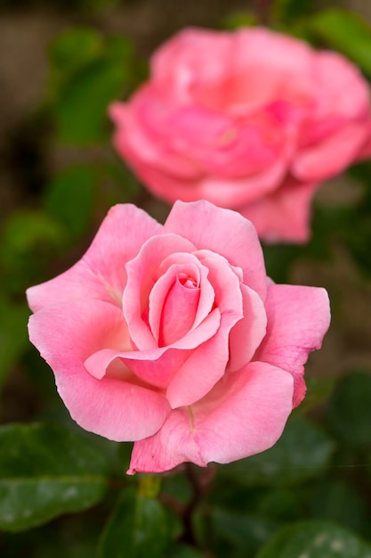 Rosas florescendo no jardim na primavera