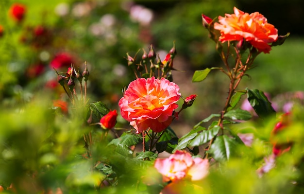 rosas florescendo