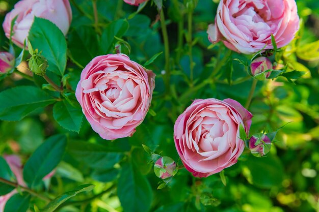 Rosas floridas Rainha da Suécia