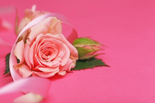 Rosas frescas con cinta sobre fondo rosa