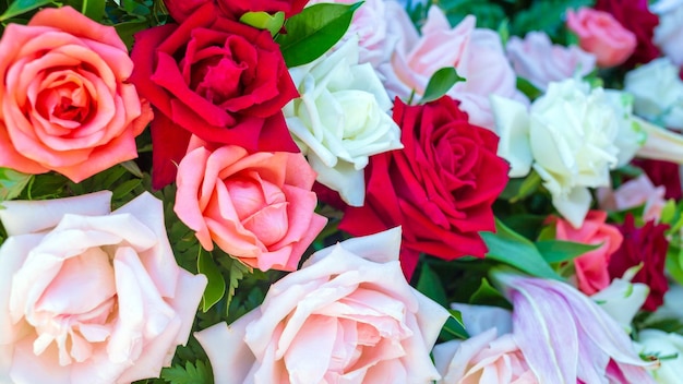 Rosas frescas coloridas ou fundo de rosas multicoloridas Um lindo buquê de rosas para dia dos namorados