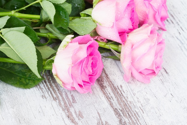 Rosas frescas em gotas de água no branco