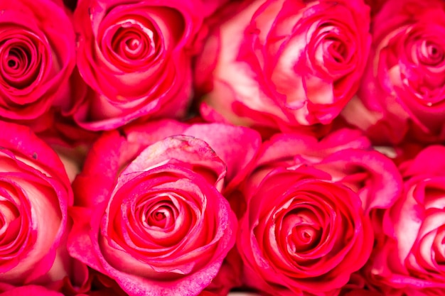 Rosas frescas prontas para o dia dos namorados.